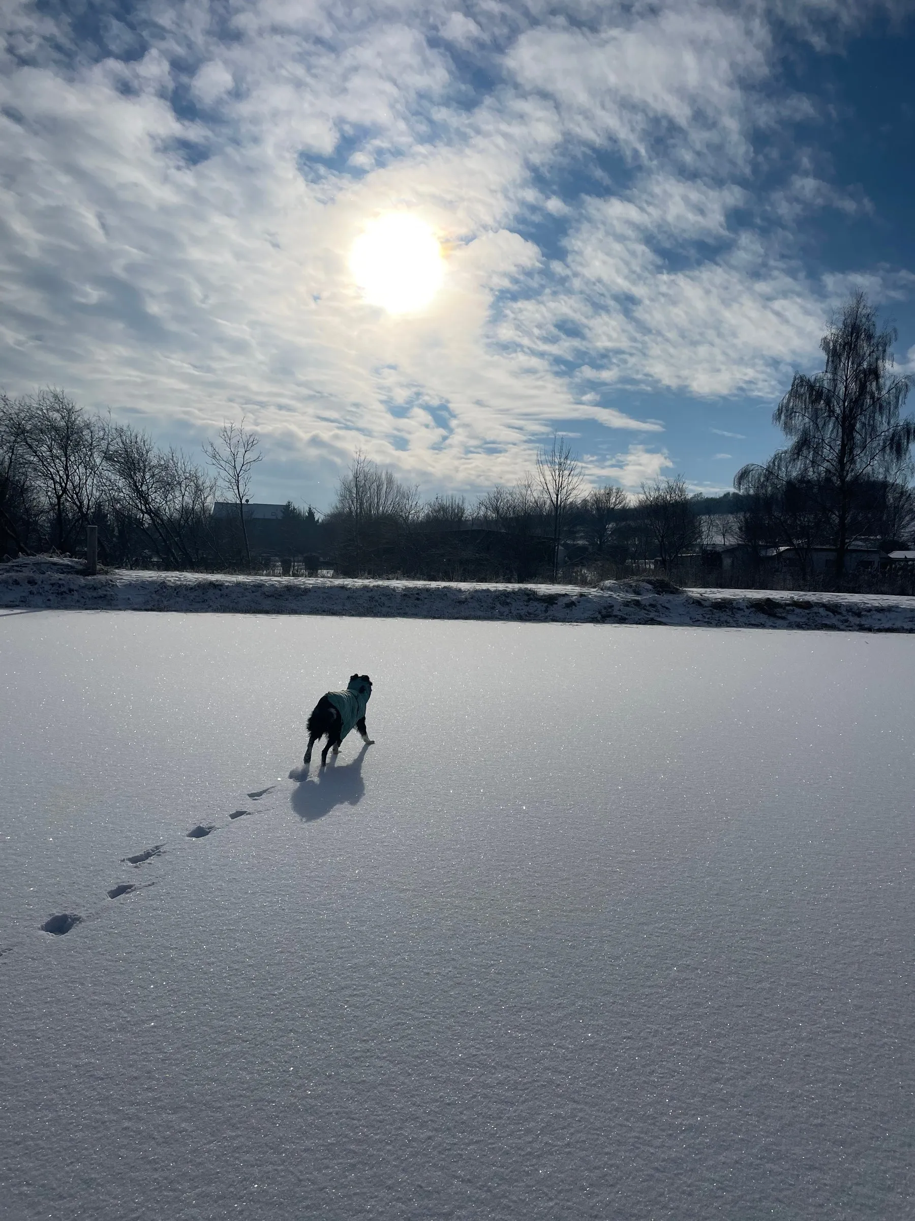 Ein Border Collie läuft über den zugefrorenen See, seine Spuren im Schnee