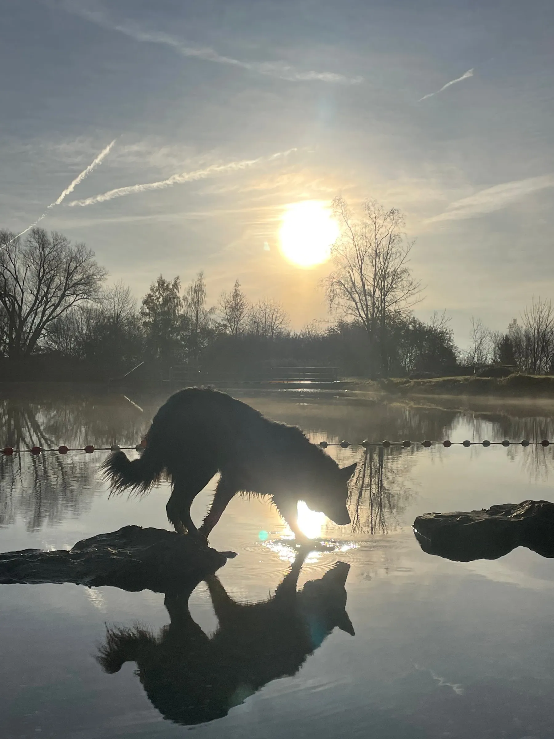 Ein Border Collie springt im Morgenlicht über das Wasser