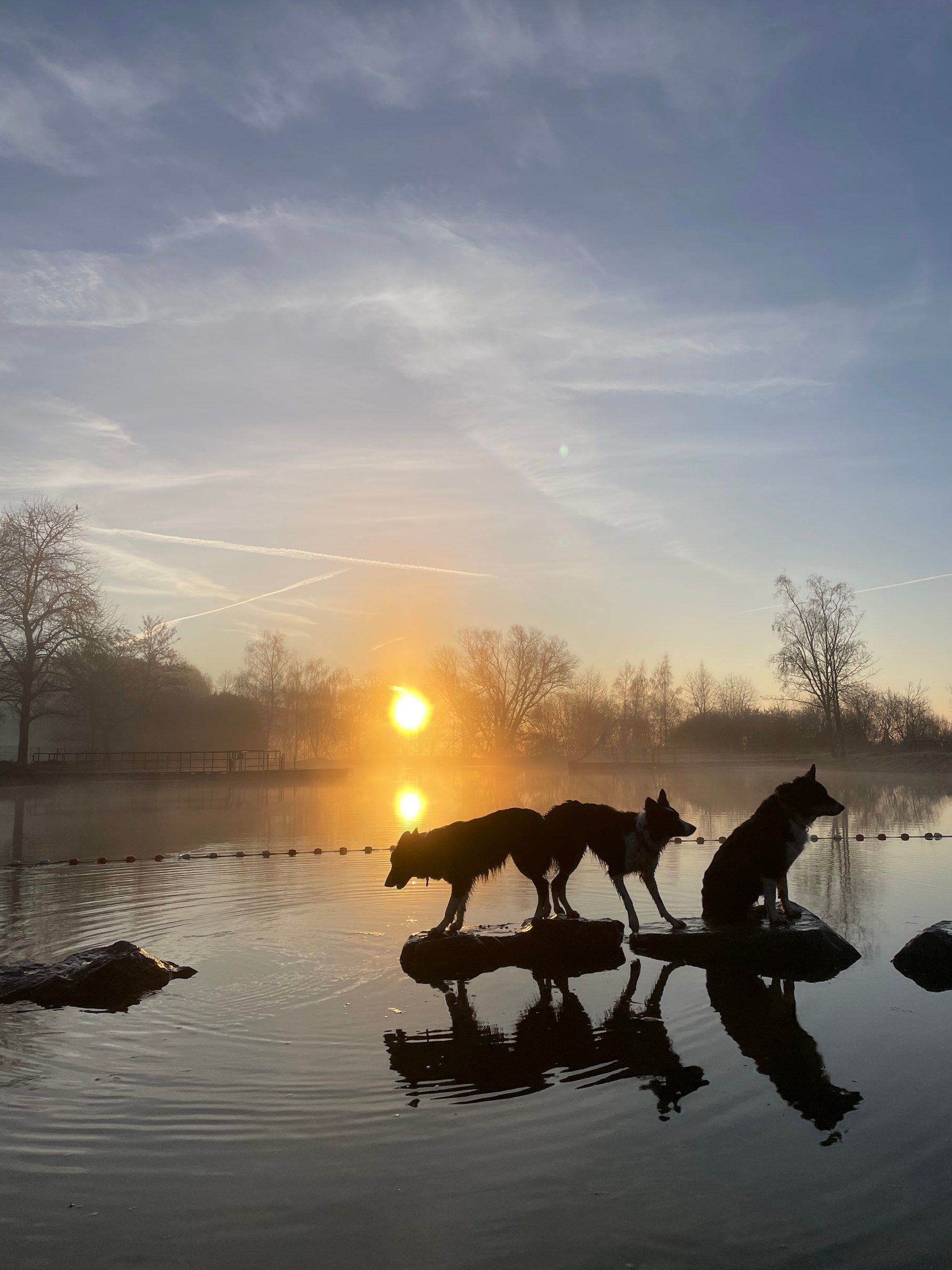 Zwei Border Collies stehen auf Steinen im See, dahinter geht die Sonne auf