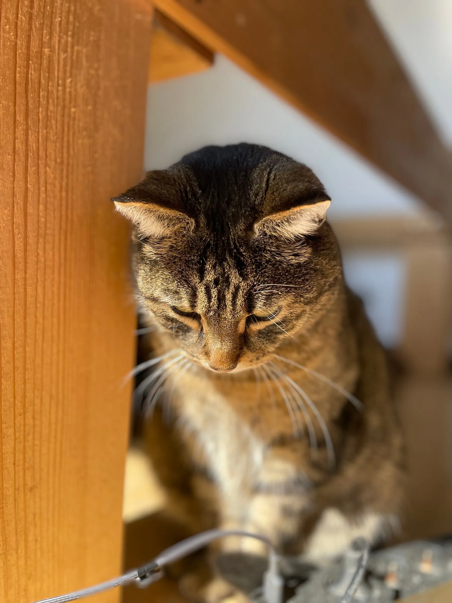 Eine getigerte Katze schaut aufmerksam nach unten
