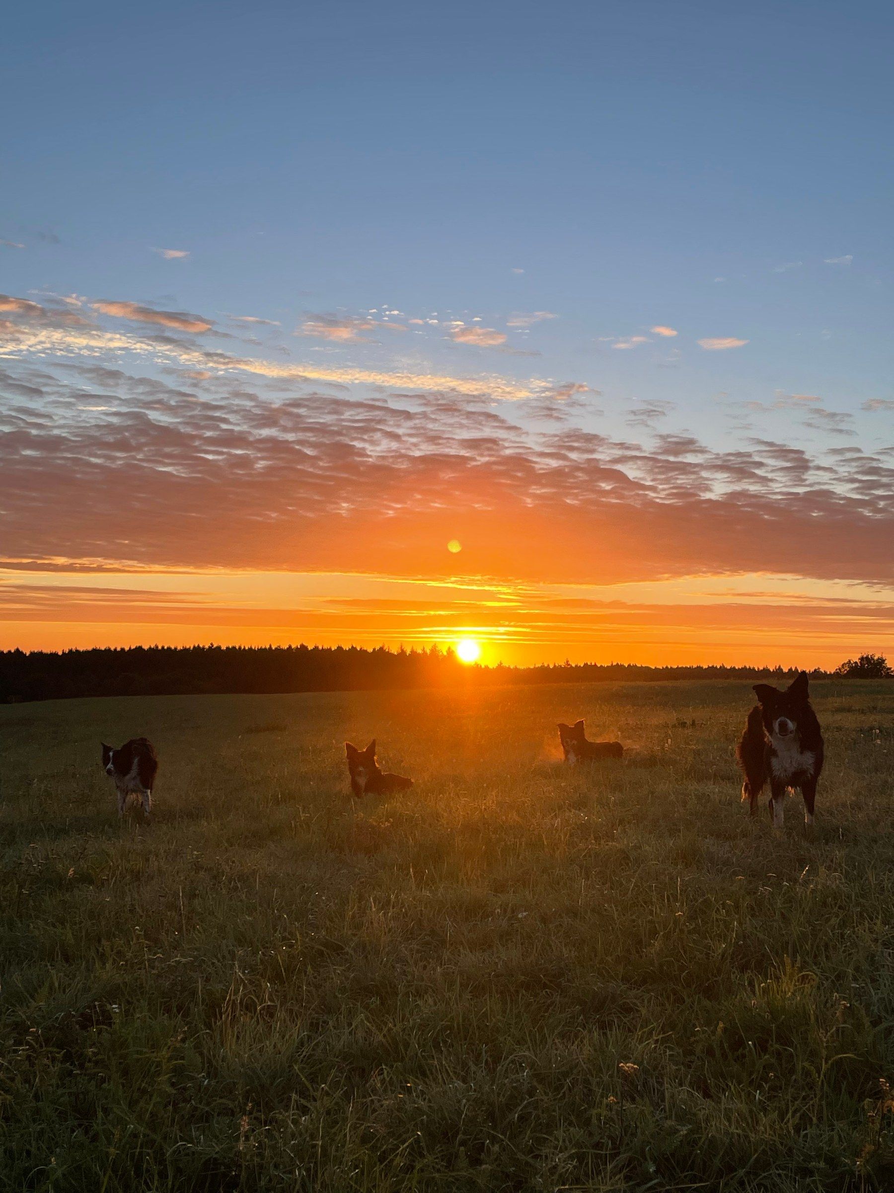 Sonnenuntergang über dem Feld, die Hunde laufen durchs Gras