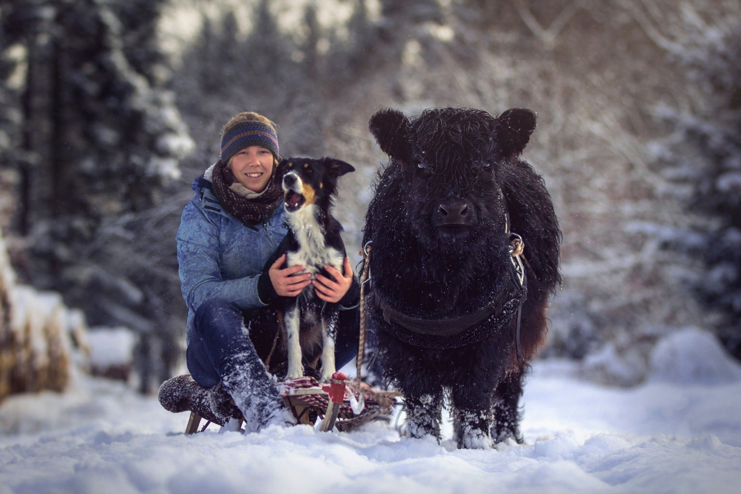 Steffi kniet im Schnee, im Arm ihr Border Collie, daneben ein schwarzes Galloway-Rind