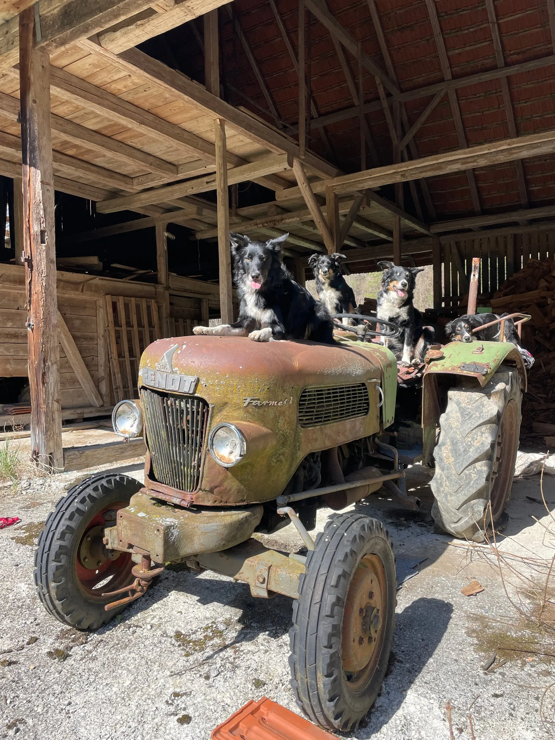 Vier Border Collies sitzen auf dem alten Fendt in der Scheune