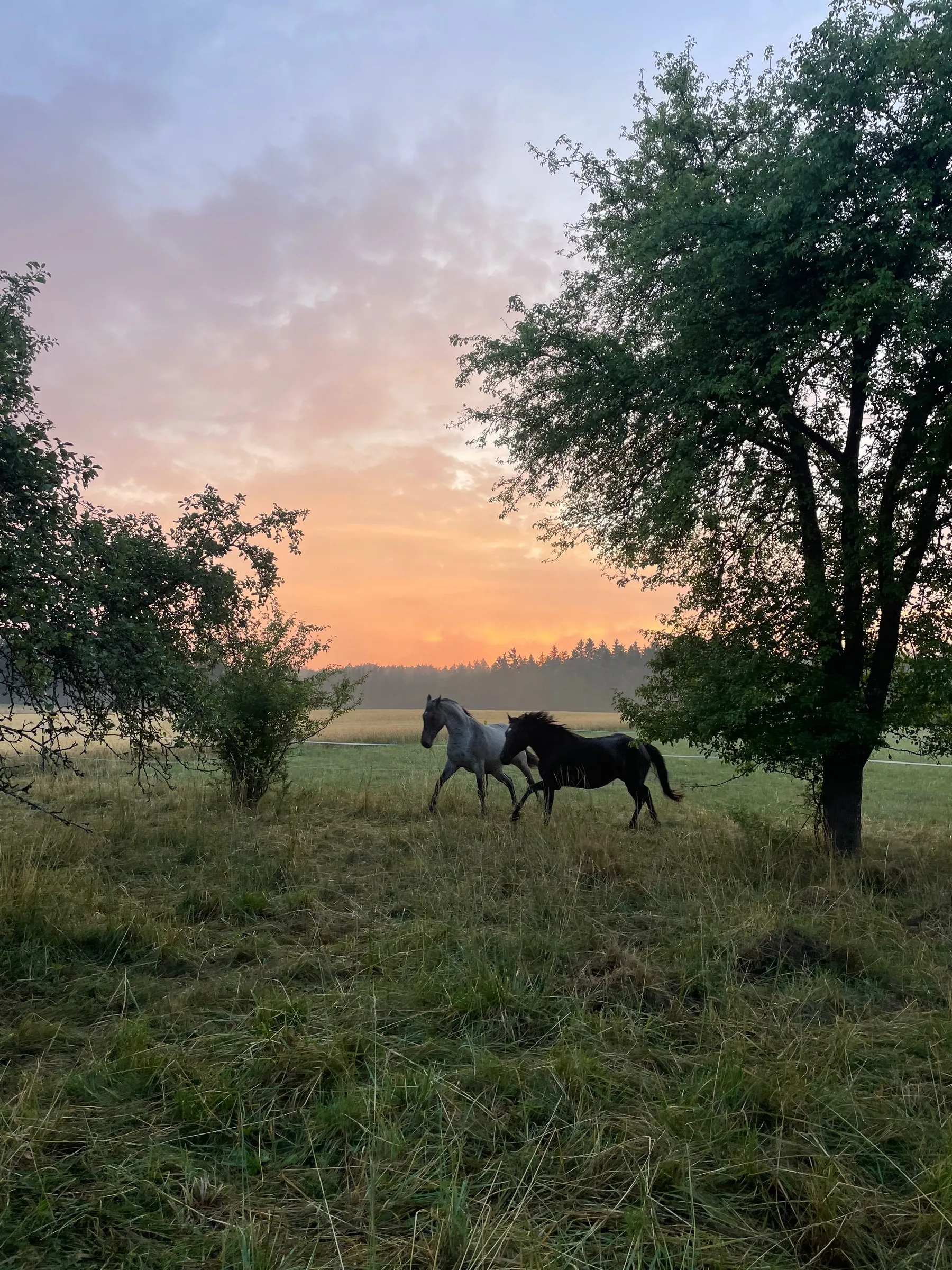 Zwei Pferde unter einem alten Baum im Abendlicht